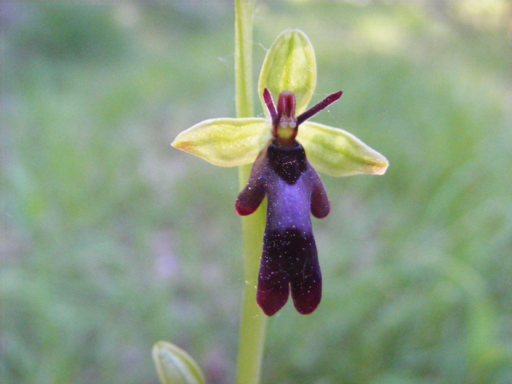 Ophrys insectifera