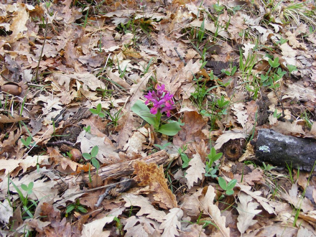 Dactylorhiza sambucina