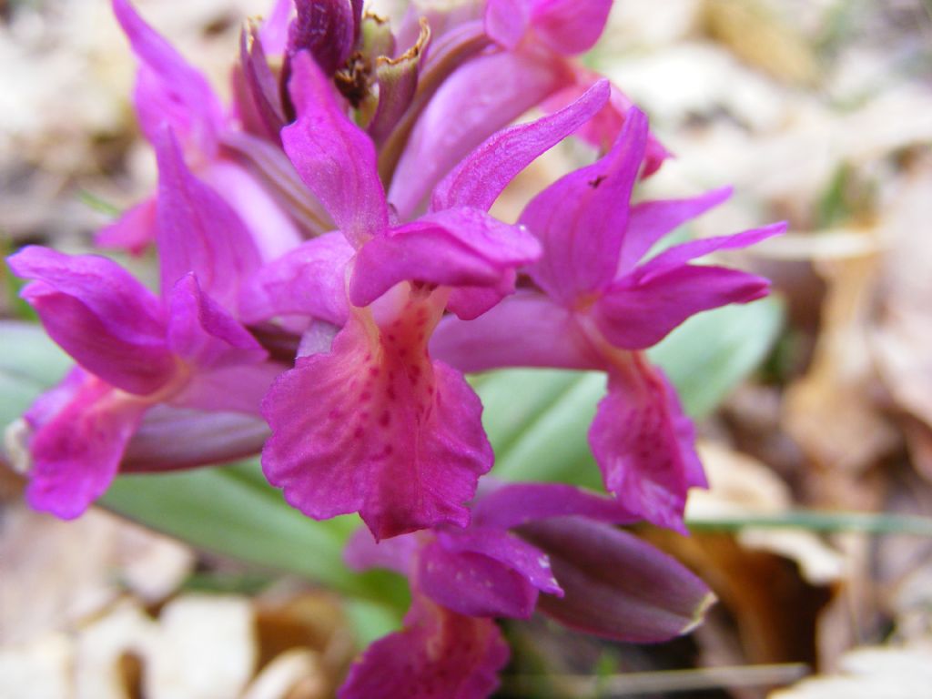 Dactylorhiza sambucina