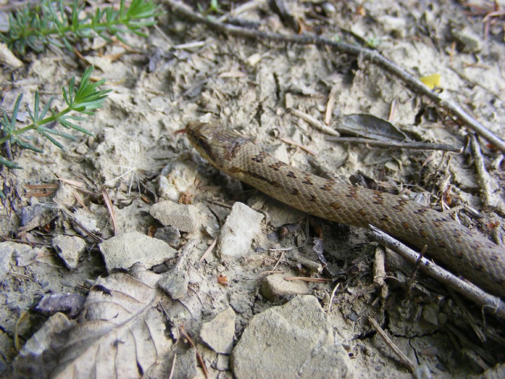 Coronella austriaca