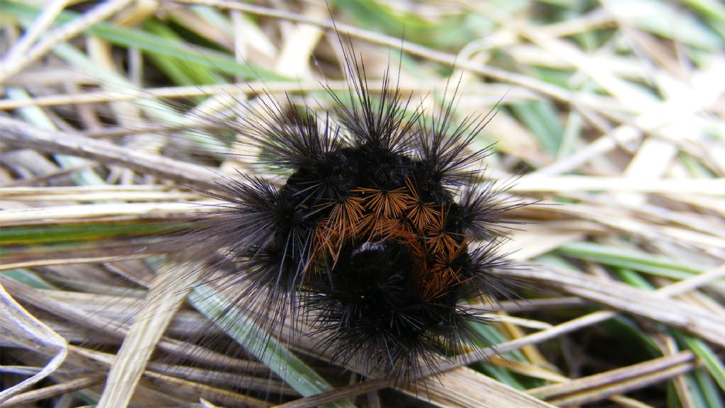 Macrothylacia rubi? No, Hyphoraia sp., Erebidae