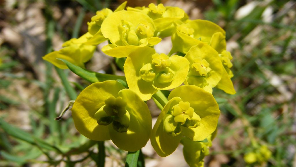 Euphorbia cyparissias ?