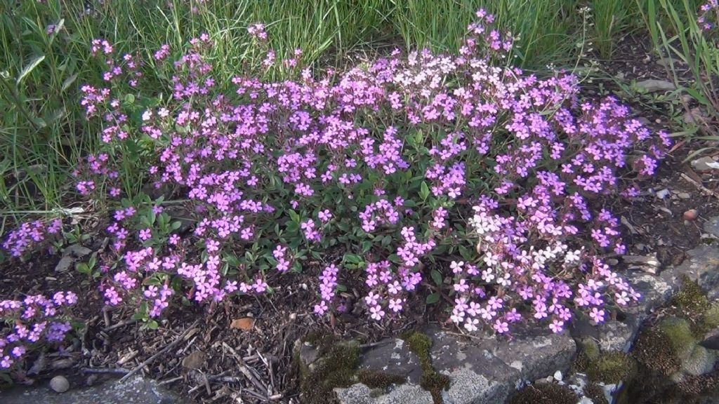 Tipo di Silene? no, Saponaria ocymoides