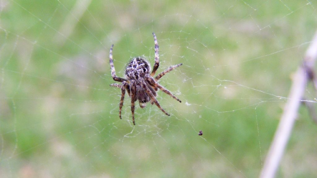 Araneus  diadematus ?  No, Agalenatea redii  -  Menconico (PV)