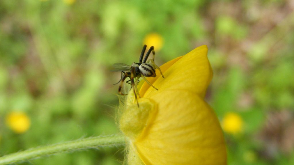 Diaea dorsata ? No, Misumena vatia, maschio - Menconico (PV)