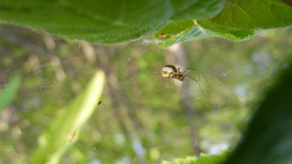 Neriene peltata ?