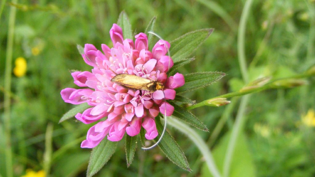 ID Nematopogon swam****mella?   No, Nemophora metallica (Adelidae)