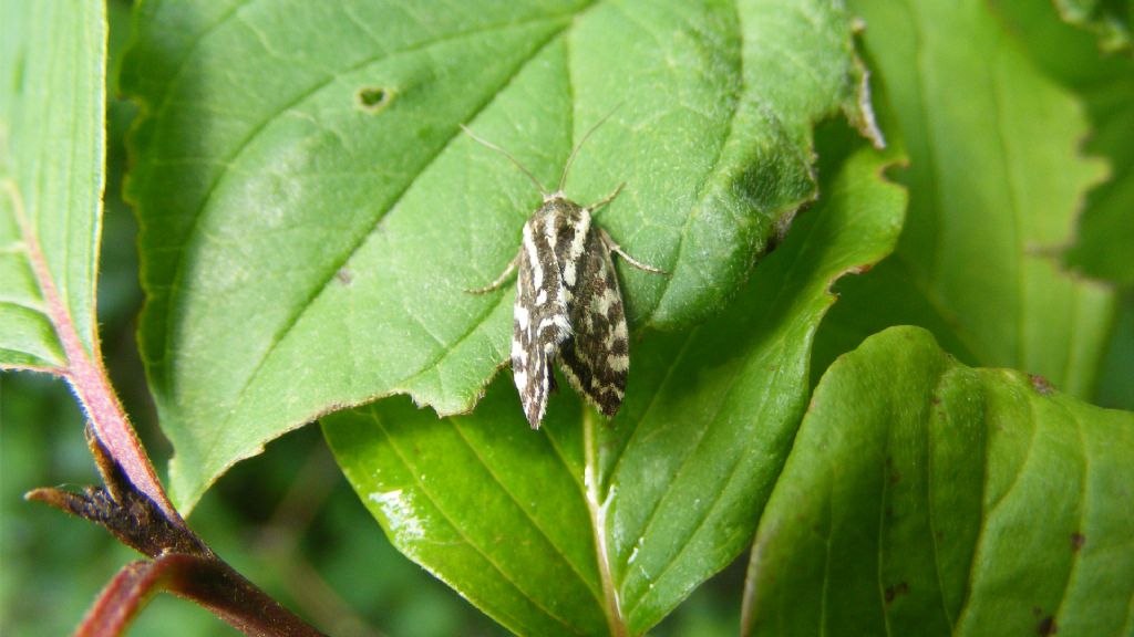 Noctuidae - aiuto ID