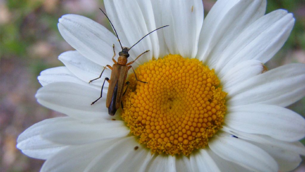 Oedemera podagrariae? S.