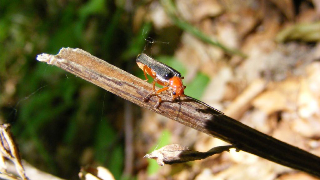 Specie di cantharis? No, Ancistronycha violacea