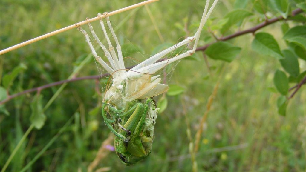 Leptophyes punctatissima?  No, Tettigonia viridissima