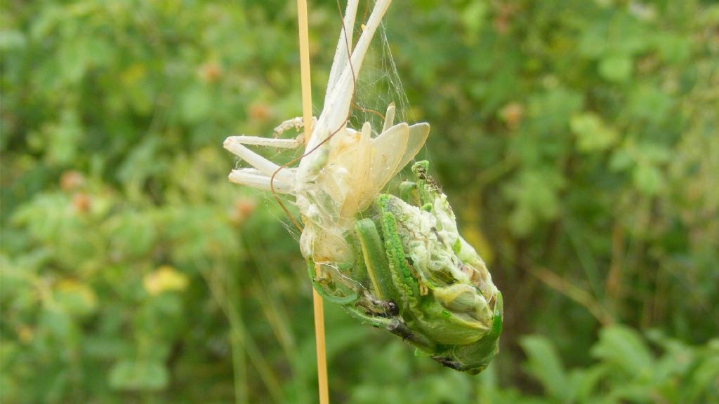 Leptophyes punctatissima?  No, Tettigonia viridissima