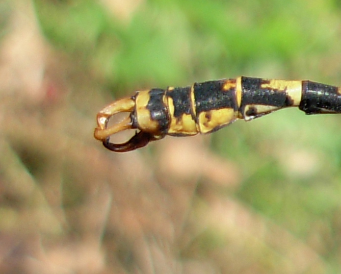 Onychogomphus forcipatus maschio...