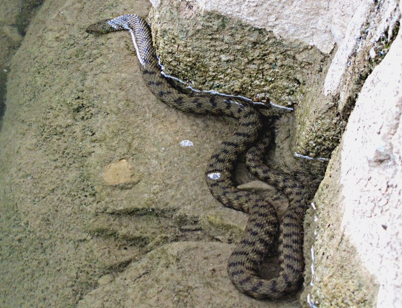 Natrix tessellata