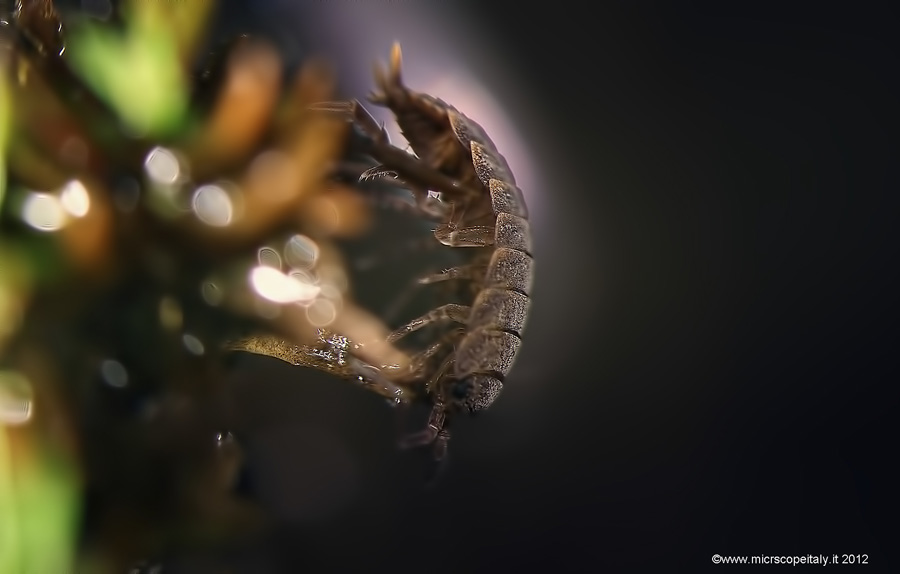 Aiuto identificazione: Porcellio