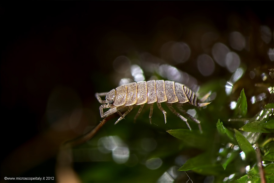 Aiuto identificazione: Porcellio