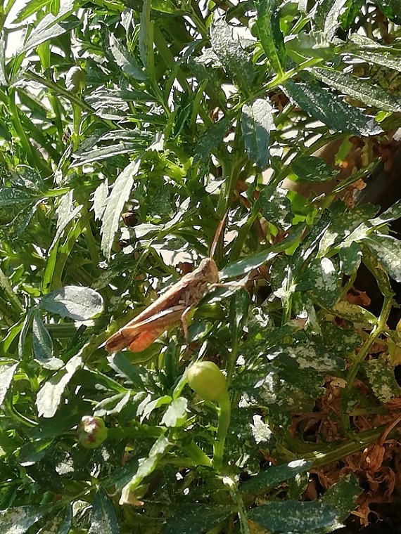 Grillo, cavalletta, locusta, cicala?