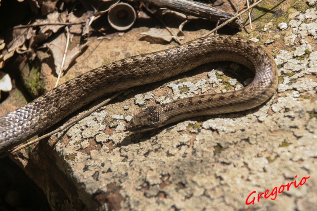 Coronella austriaca