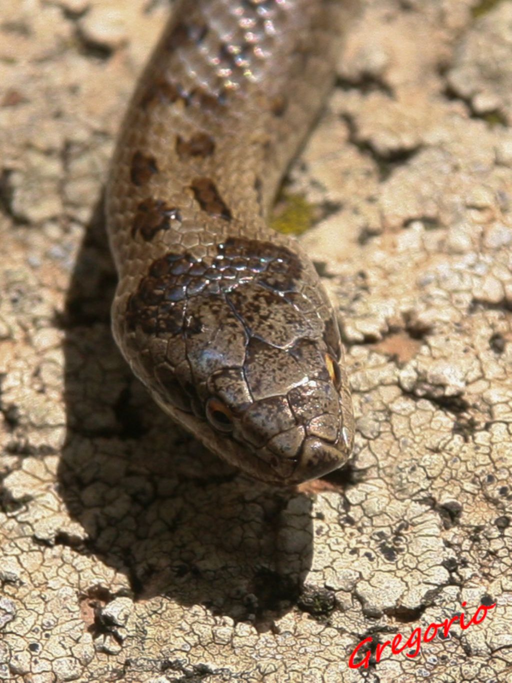 Coronella austriaca