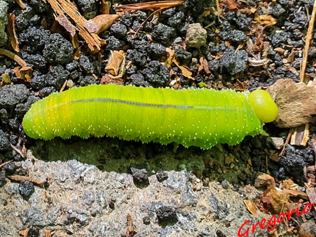 Larva di un Cimbicidae da determinare