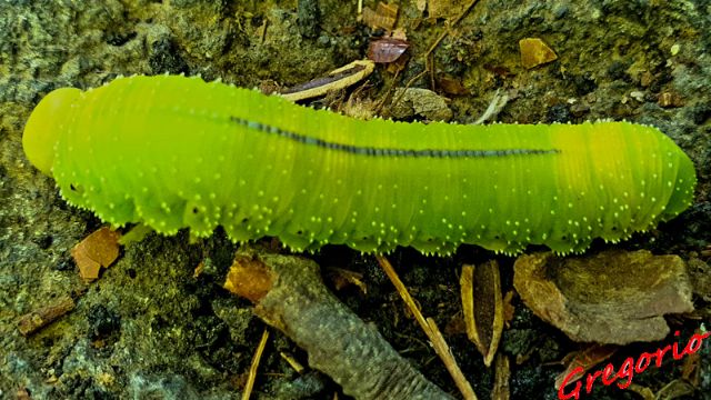 Larva di un Cimbicidae da determinare