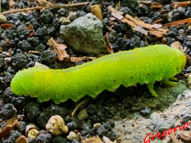 Larva di un Cimbicidae da determinare