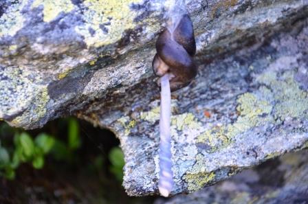 Limax della valle di Gressoney (AO)