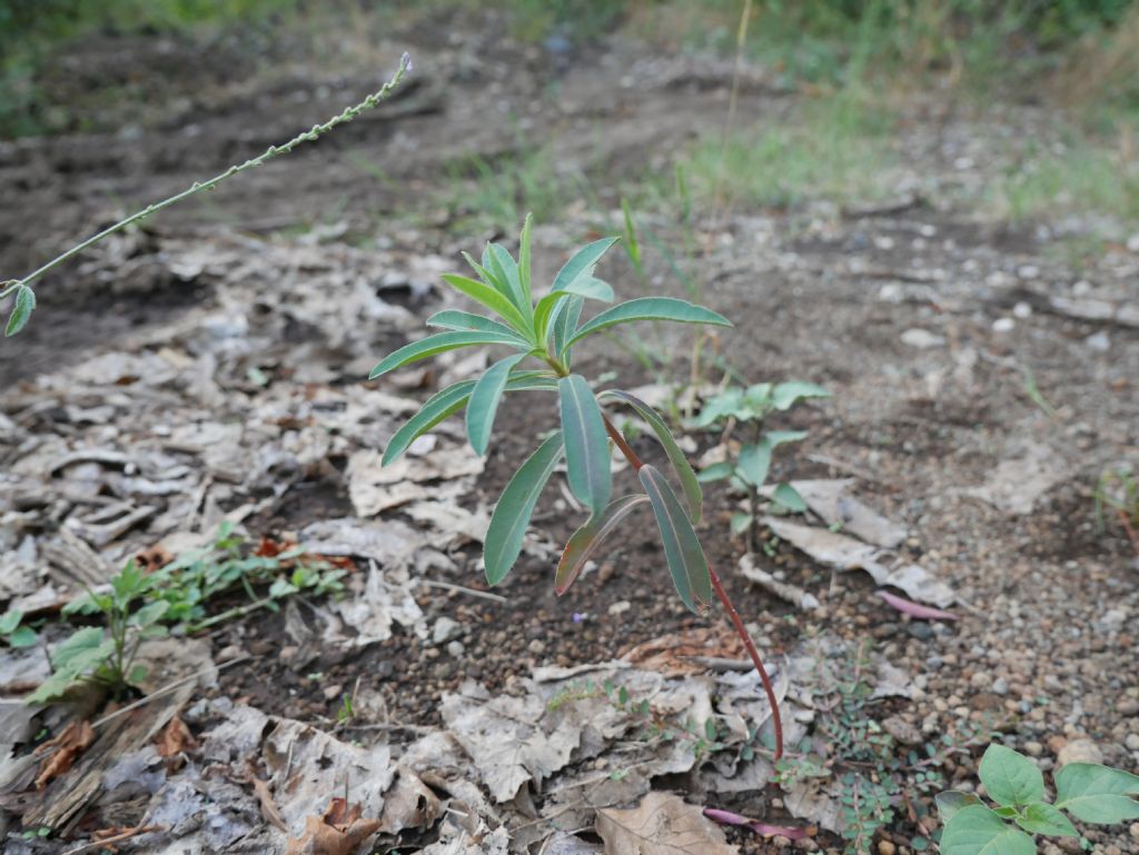 Euphorbia sp. Centro Italia