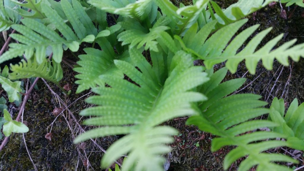 Polypodium interjectum / Polipodio sottile