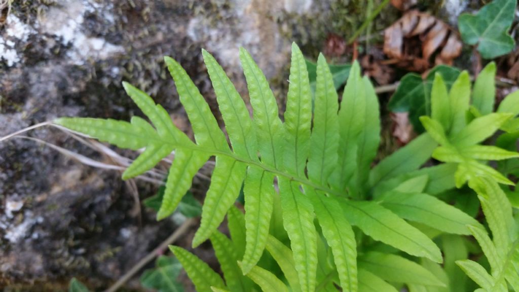 Polypodium interjectum / Polipodio sottile