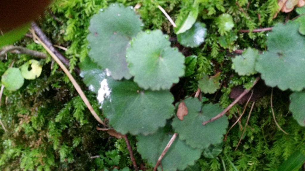 Saxifraga rotundifolia