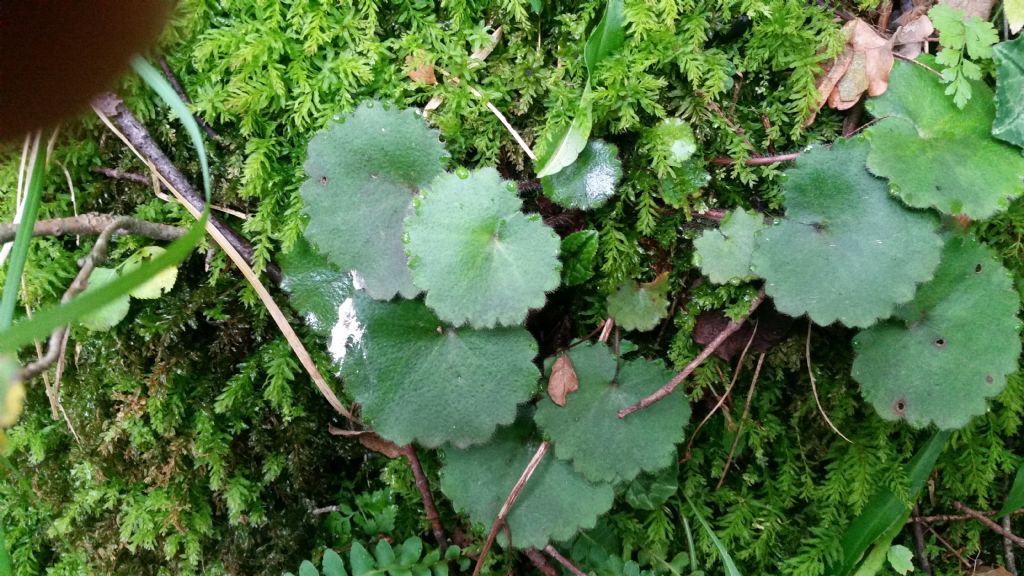 Saxifraga rotundifolia