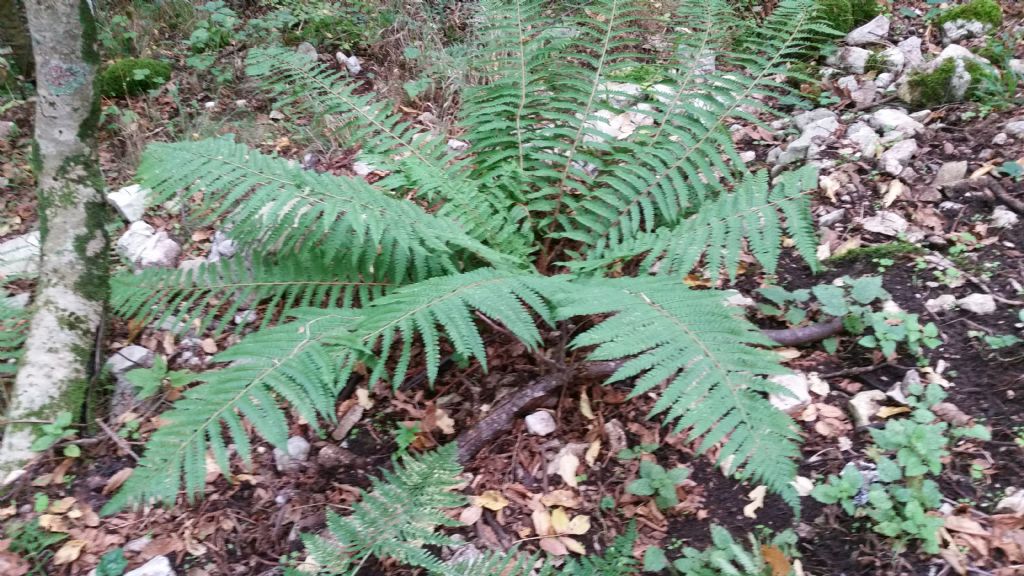 Dryopteris cfr. pallida