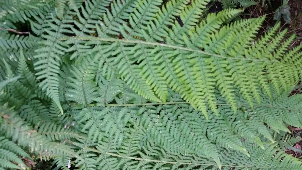 Dryopteris cfr. pallida