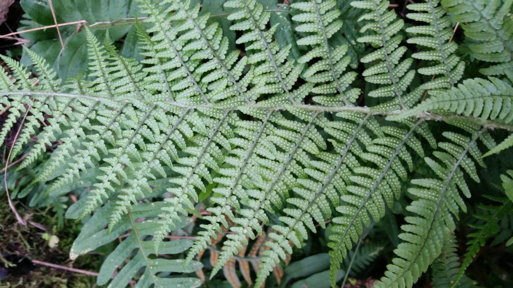 Dryopteris cfr. pallida