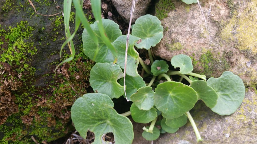 Ombelico di Venere?  S, Umbilicus rupestris (Crassulaceae)