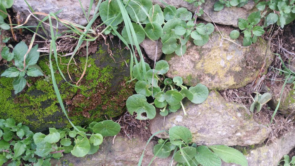 Ombelico di Venere?  S, Umbilicus rupestris (Crassulaceae)