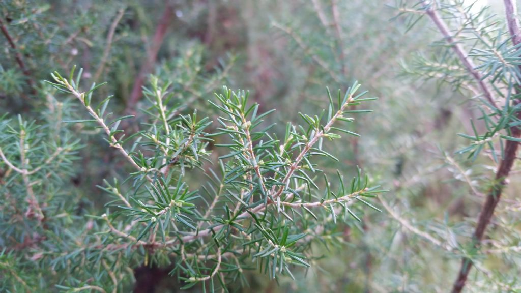 Erica arborea