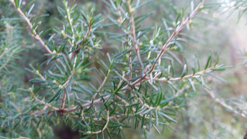 Erica arborea