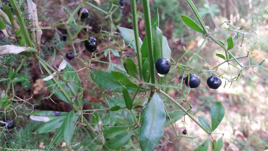 Rubia peregrina