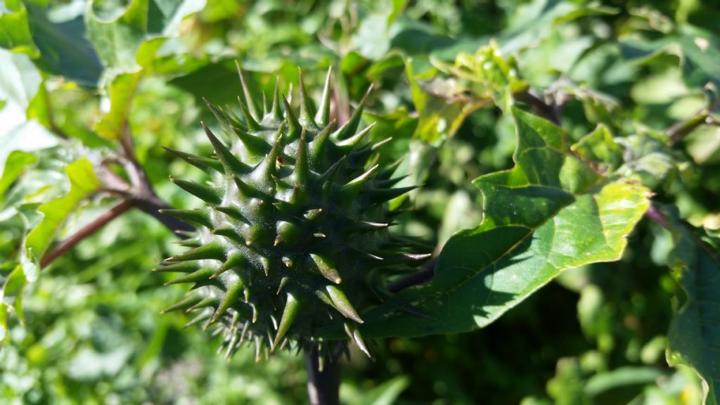 Datura stramonium