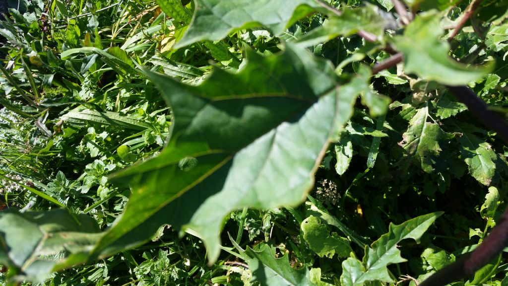 Datura stramonium