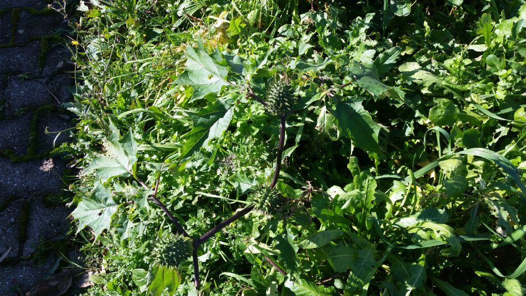 Datura stramonium