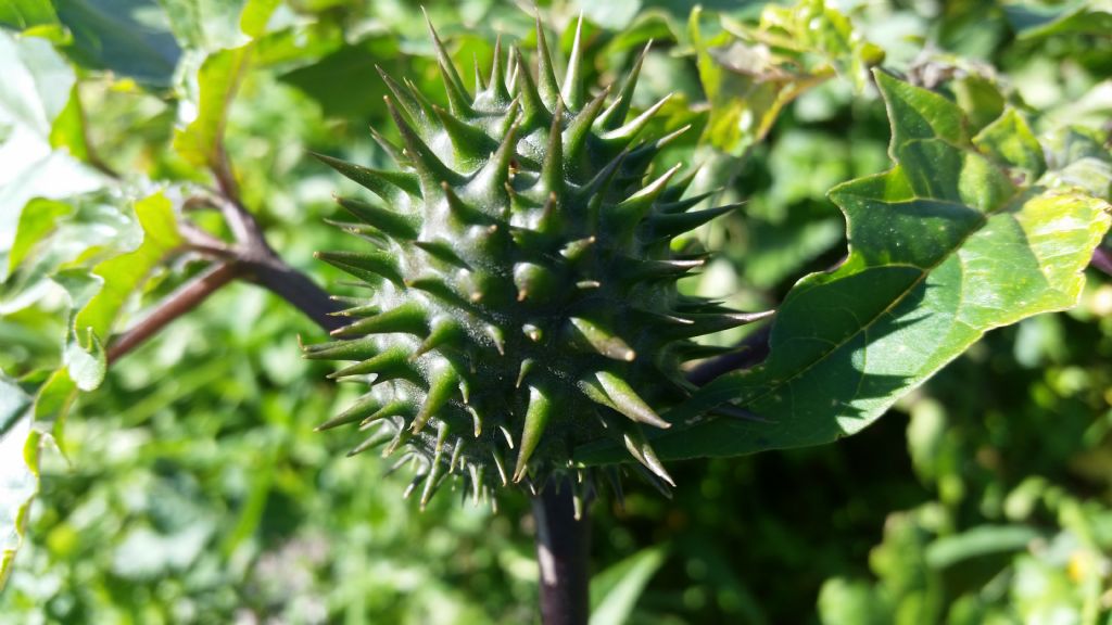 Datura stramonium