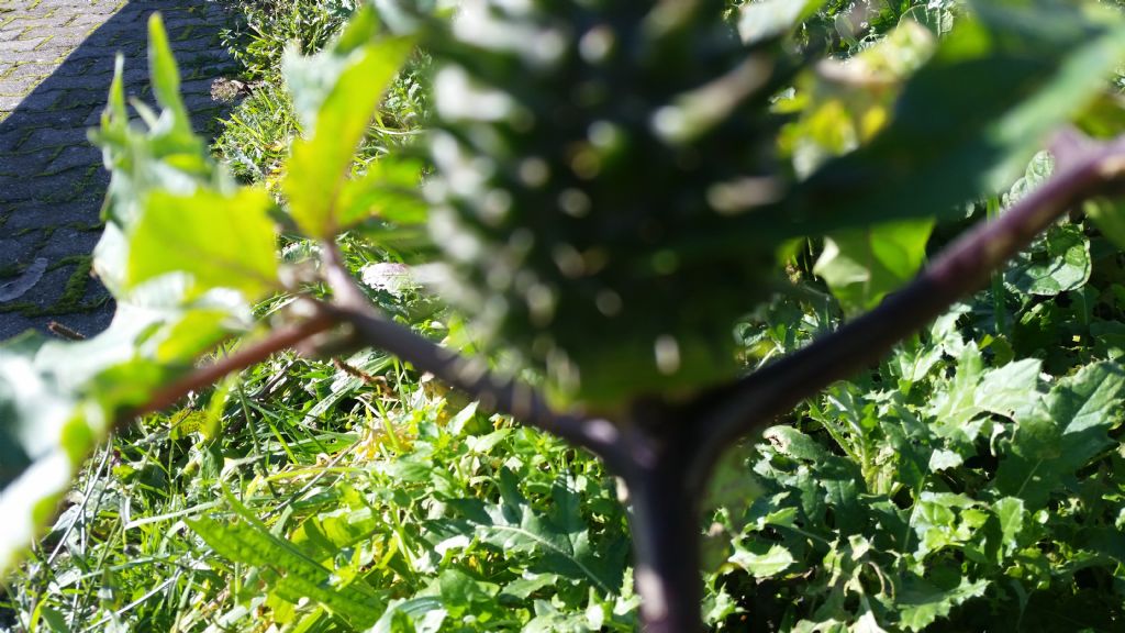 Datura stramonium