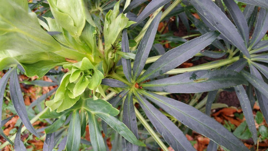 Helleborus foetidus (Ranunculaceae)