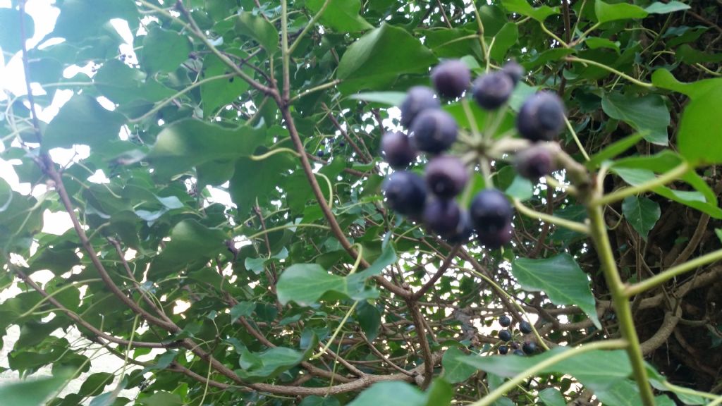 Hedera helix (Araliaceae)