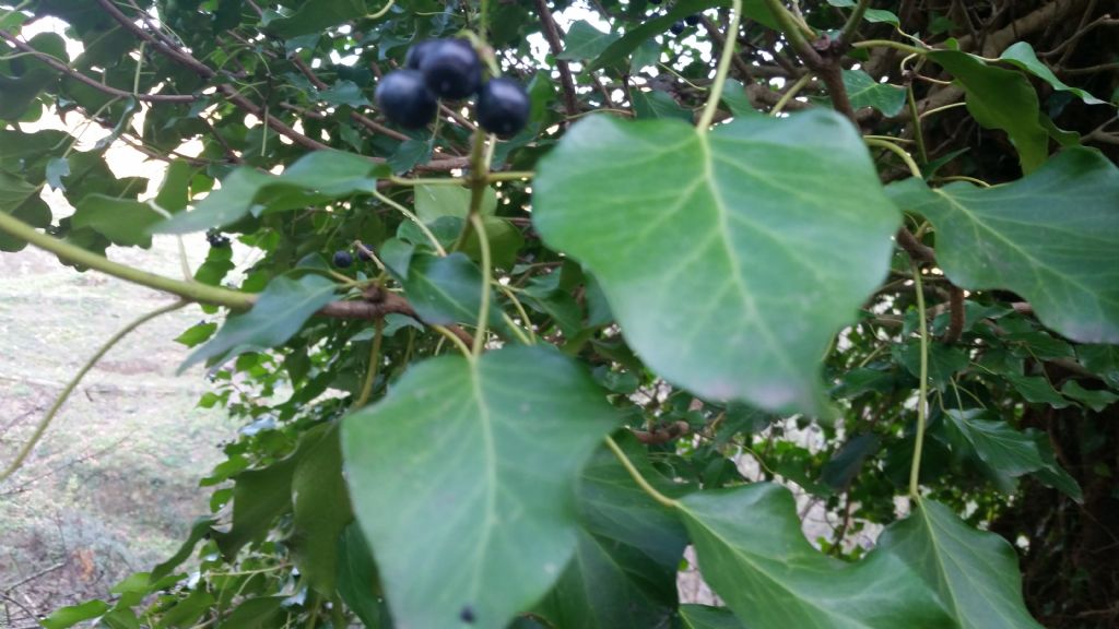 Hedera helix (Araliaceae)