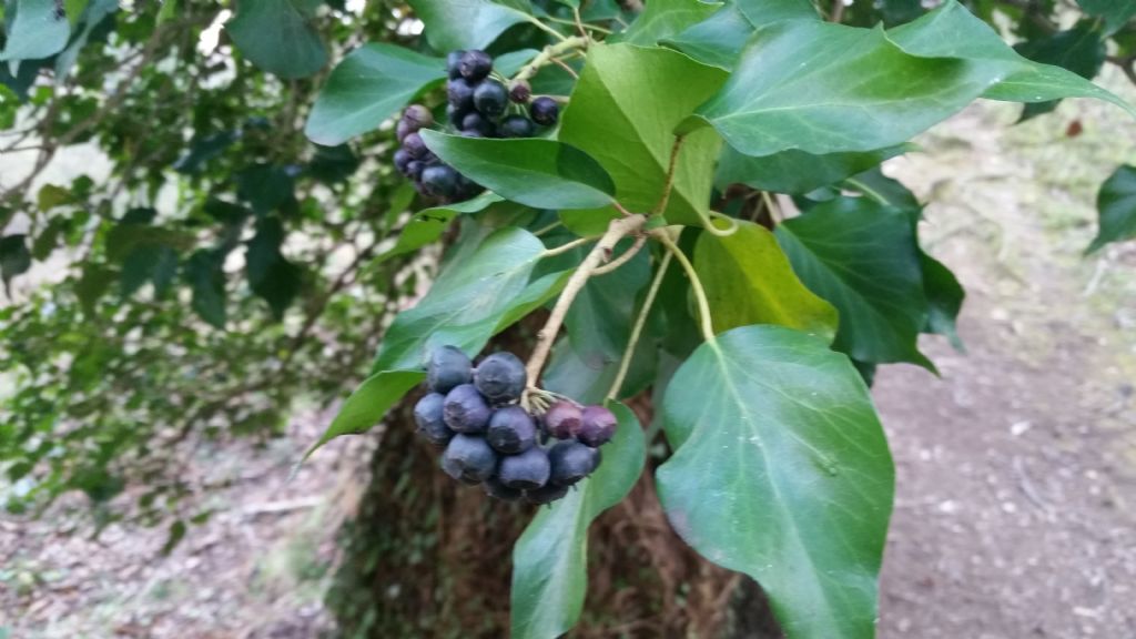 Hedera helix (Araliaceae)