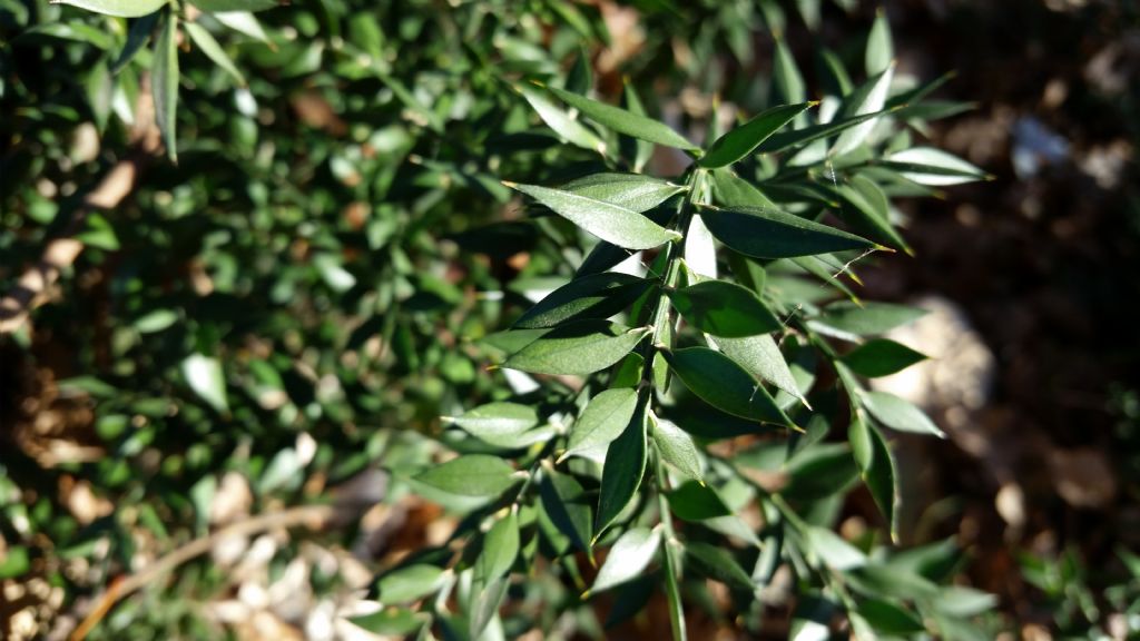 Pungitopo (Ruscus aculeatus - Asparagaceae)